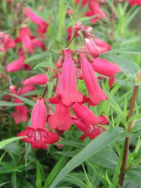 Penstemon 'Garnet' (Beardtongue)